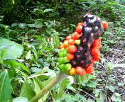 200807301144000.jpg